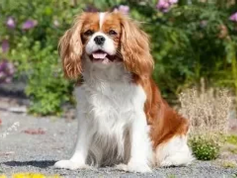 Arme Hunde