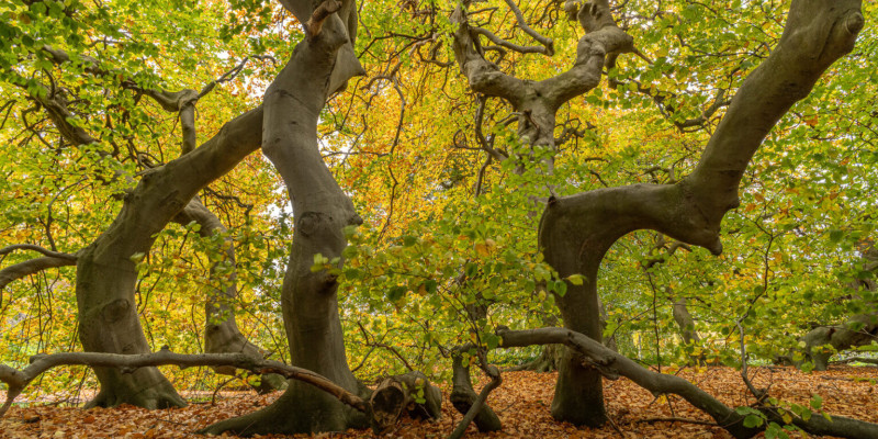 Brahims Lieblingsbaum