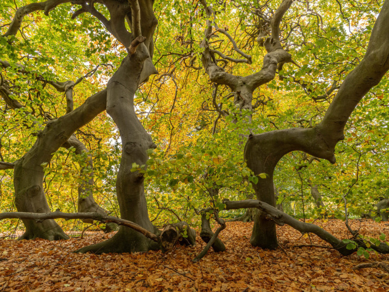 Brahims Lieblingsbaum