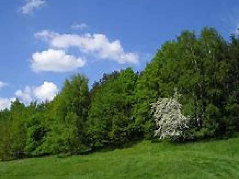 Der Frühling als Gedicht