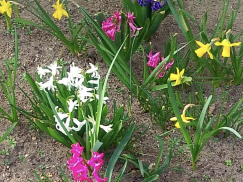 Frühblüher unter Naturschutz