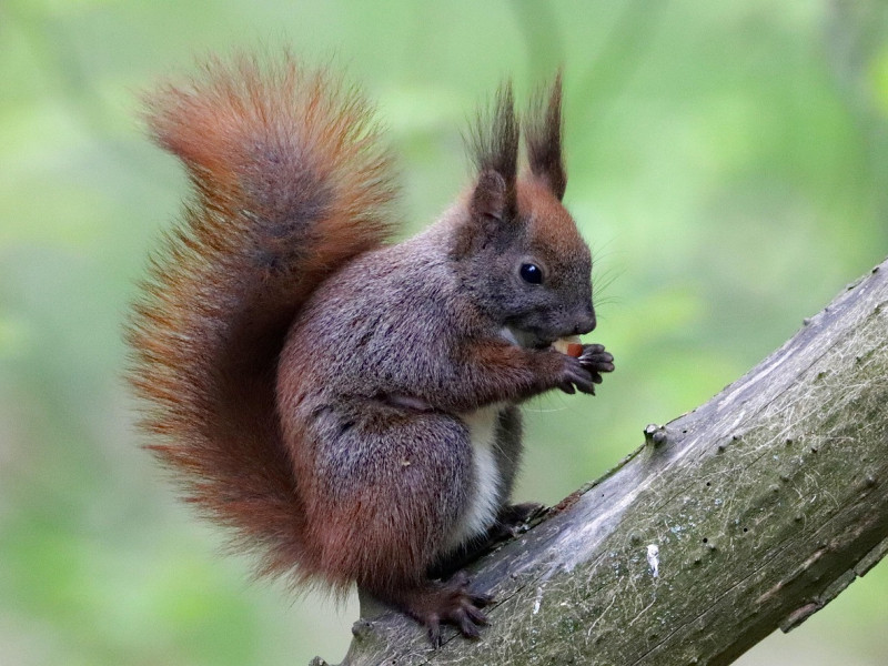 Tier des Monats: Eichh&ouml;rnchen